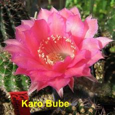 EP-H. Karo Bube.4.1.jpg 